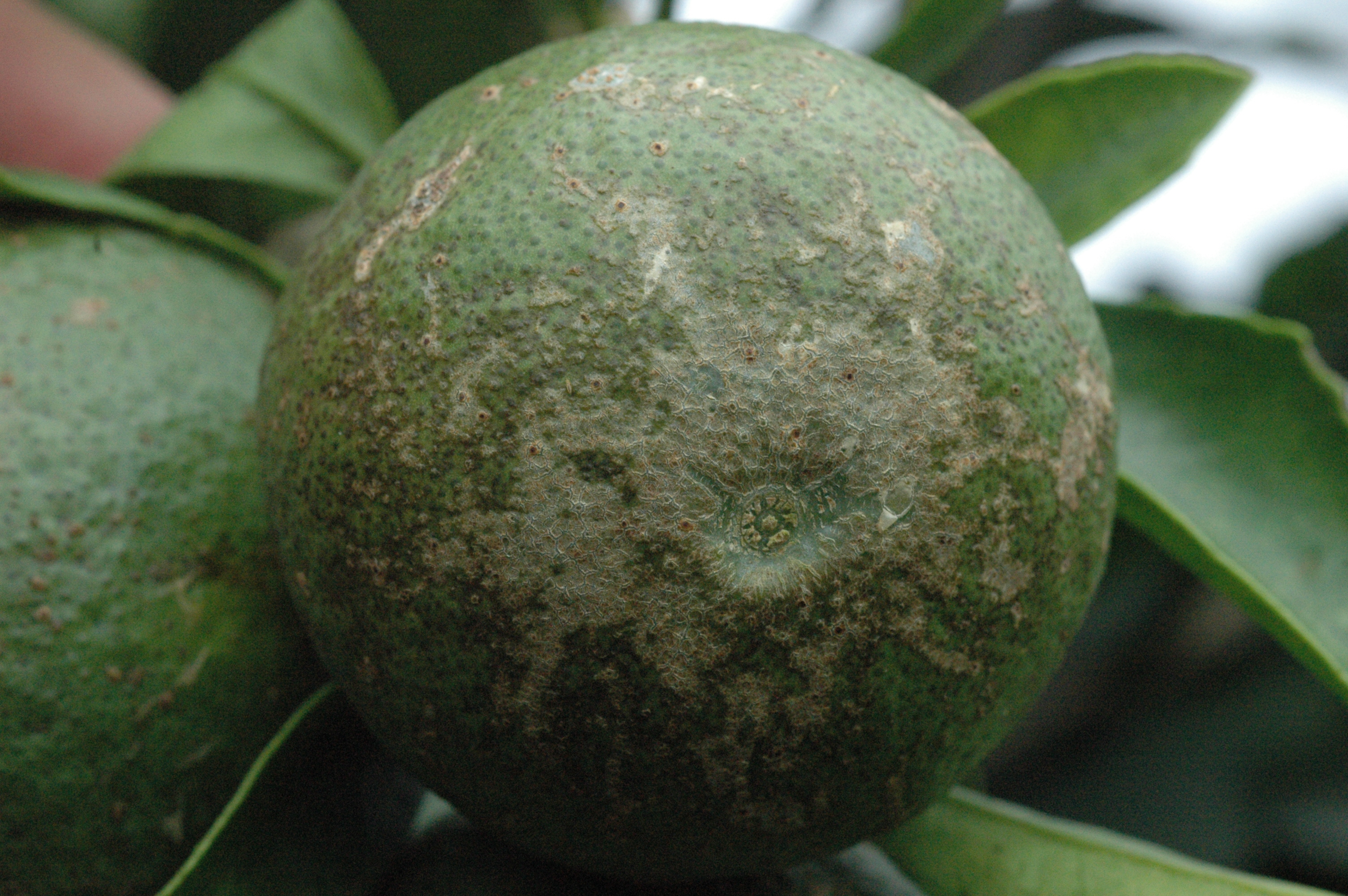 [답변]감귤열매 피해